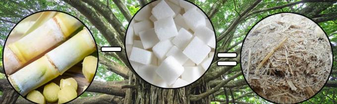 canne à sucre, bagasse